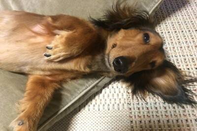 犬が『撫でて』と言っているサイン5つ　絆を深めるためにおすすめのスキンシップまで