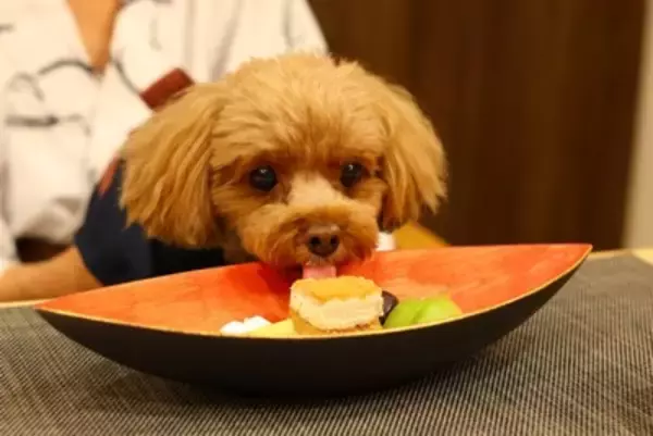 犬を『人間扱い』するリスク5つ　なぜ人と同じように接してはいけないの？