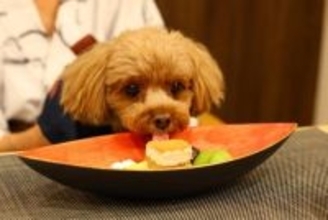 犬を『人間扱い』するリスク5つ　なぜ人と同じように接してはいけないの？