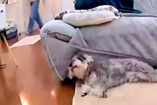 おしっこを盛大に失敗した犬→『ママに怒られてしまう』と察して…人間の子どものような光景が56万再生「覗くの可愛すぎて」「絶対わかってるｗ」