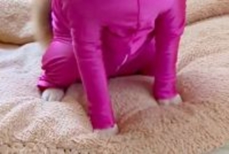 犬に『新しい服』を着せてみた結果→思った以上にピチピチで…まさかの『キャッツアイ化』に大爆笑「納得いってない顔ｗ」「ため息つきそうで草」