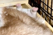 母犬に挟まれ『おしりを丸だし』にしていた赤ちゃん犬→たったの3ヶ月後…同じ犬とは思えない『成長』が379万再生「たまらん」「どちらも最高」