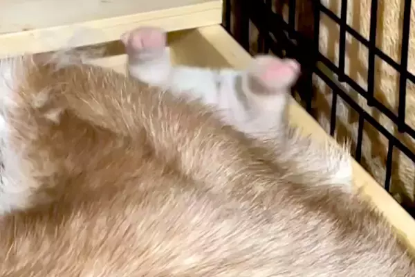 母犬に挟まれ『おしりを丸だし』にしていた赤ちゃん犬→たったの3ヶ月後…同じ犬とは思えない『成長』が379万再生「たまらん」「どちらも最高」