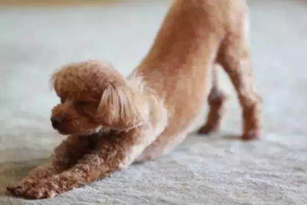 犬が『寝起き』にみせるサイン6選　寝ぼけているワンコにしてはいけないタブー行為とは？