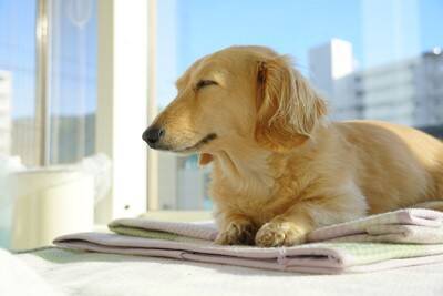 犬が『寝起き』にみせるサイン6選　寝ぼけているワンコにしてはいけないタブー行為とは？