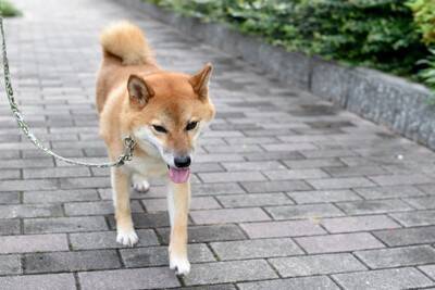 犬の『歩き方』でわかる心理4つ　不安な気持ちを読み取る方法や注意すべき歩行の仕方まで