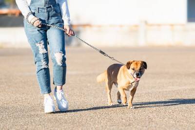 犬の『歩き方』でわかる心理4つ　不安な気持ちを読み取る方法や注意すべき歩行の仕方まで