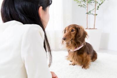 犬が『飼い主の髪を食べてしまう』理由５つ　止めさせた方がいいの？飲み込んだときに起こる愛犬への悪影響とは