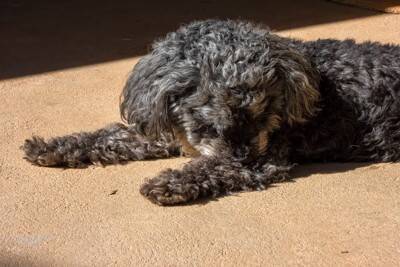 犬が『ムシャクシャ』しているときの行動5つ　不満を抱える心理から解消するコツまで