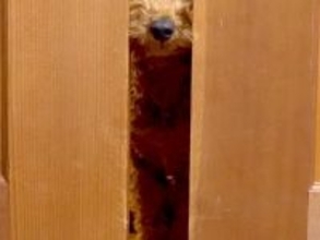 食中毒で寝ているパパ→犬が部屋に来て…心配して見せた『まさかの光景』に称賛「入ってきちゃうの感動」「パパ大丈夫？って声かけてるみたい」