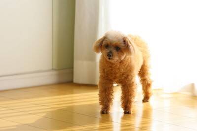 老犬に多い『8つの病気』シニア期に気をつけたい症状や早期発見のポイントとは？