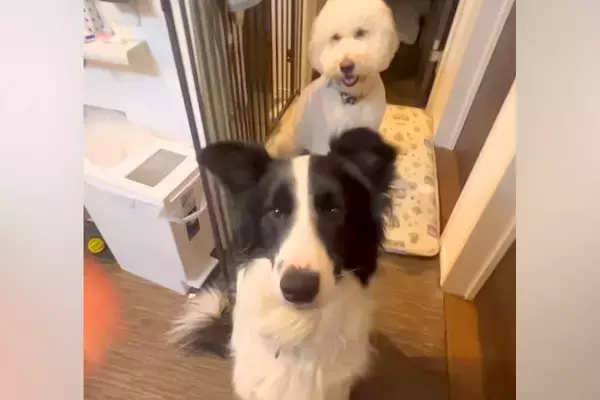 犬に『お手』をしていたら、後ろにいた大型犬が勘違いしてしまい…思わず笑う『コントのような光景』に反響「シンクロしてるｗｗ」「可愛すぎ」