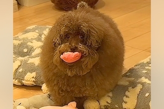 ボサボサの犬を『洗面台で洗った』結果→本当に犬…？想像超える『衝撃のビフォーアフター』が1141万再生「魔法使いｗ」「おじいちゃんで草」