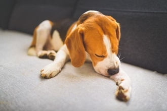 犬が『ストレス』を感じているときにする行動5選　見逃したくないSOSサインとは？