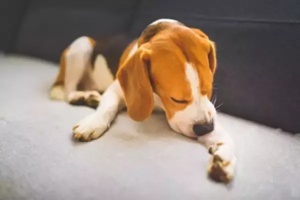 犬が『ストレス』を感じているときにする行動5選　見逃したくないSOSサインとは？