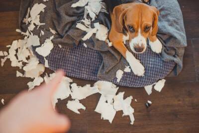 犬が『ストレス』を感じているときにする行動5選　見逃したくないSOSサインとは？