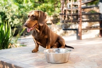 犬が『夏バテ』しているときの危険な症状4選　放っておくと命を落とす可能性も…