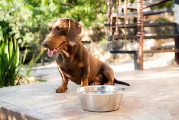 犬が『夏バテ』しているときの危険な症状4選　放っておくと命を落とす可能性も…