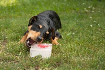 犬が『夏バテ』しているときの危険な症状4選　放っておくと命を落とす可能性も…