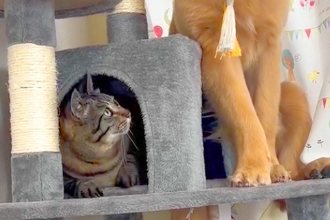 先輩猫に育てられた大型犬→完全に『自分を猫だ』と思っていて…『影響を受け過ぎた光景』が244万再生「初めて見たｗｗ」「説教してて草」