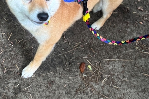外出時、犬に『オヤツを忘れてしまった』と伝えた結果→表情が変わり…思った以上の『軽蔑の目』に反響「露骨に呆れてて笑った」「圧がすごいｗ」
