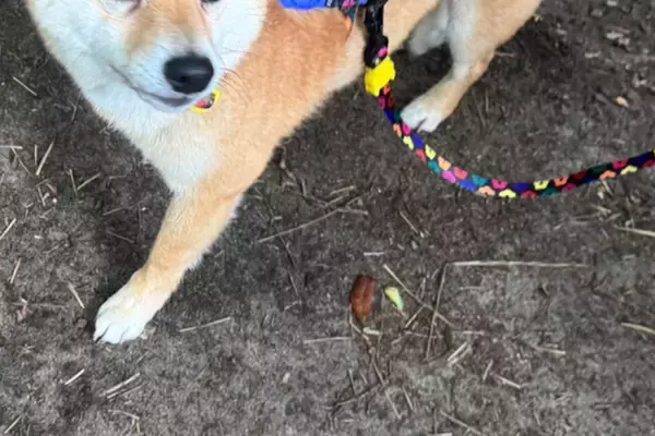 外出時、犬に『オヤツを忘れてしまった』と伝えた結果→表情が変わり…思った以上の『軽蔑の目』に反響「露骨に呆れてて笑った」「圧がすごいｗ」