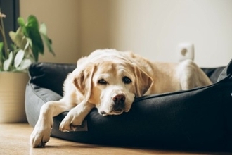 『気分屋な犬』がみせる行動5選　冷めやすい性格のワンコがみせるサインや関係性を良好にする秘訣まで