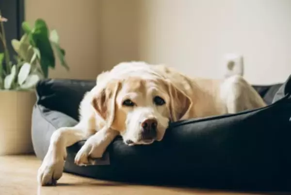『気分屋な犬』がみせる行動5選　冷めやすい性格のワンコがみせるサインや関係性を良好にする秘訣まで