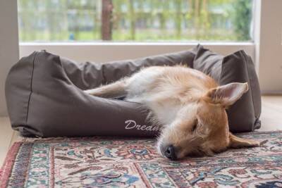 『気分屋な犬』がみせる行動5選　冷めやすい性格のワンコがみせるサインや関係性を良好にする秘訣まで