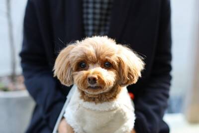 犬が飼い主の『膝の上に乗る』心理4選　甘えているだけではない？愛犬の本音まで解説