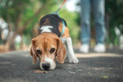 犬が大好きな『ニオイ』とは？気に入った匂いを嗅いだときにみせる行動や苦手な香りまで