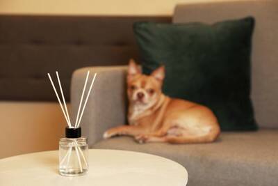 犬が大好きな『ニオイ』とは？気に入った匂いを嗅いだときにみせる行動や苦手な香りまで