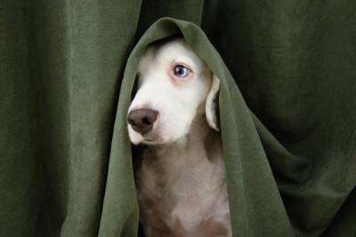 犬が飼い主のことを『苦手だな』と思う理由7選　嫌われやすい人がやりがちなタブー行為とは？
