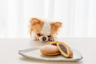 犬の寿命を縮める『絶対NG行為』5選　今すぐに改善すべき飼い主の習慣とは？