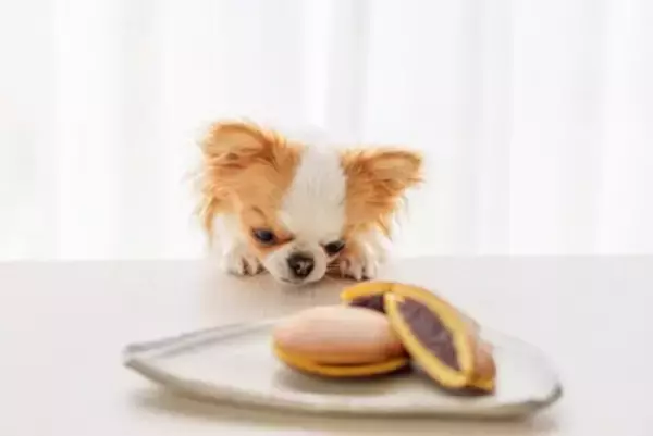犬の寿命を縮める『絶対NG行為』5選　今すぐに改善すべき飼い主の習慣とは？
