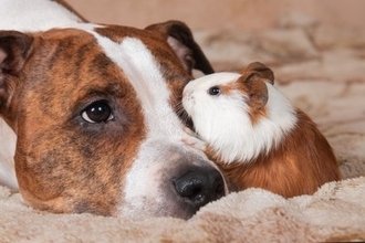 犬と一緒に飼わない方がいい生き物とは？避けるべき動物やどうしても迎えたい場合の対策まで
