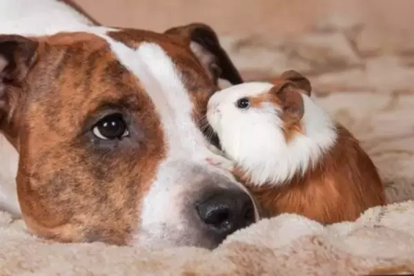 犬と一緒に飼わない方がいい生き物とは？避けるべき動物やどうしても迎えたい場合の対策まで