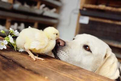 犬と一緒に飼わない方がいい生き物とは？避けるべき動物やどうしても迎えたい場合の対策まで