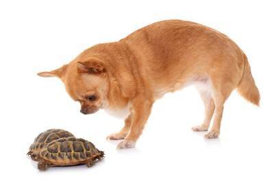犬と一緒に飼わない方がいい生き物とは？避けるべき動物やどうしても迎えたい場合の対策まで