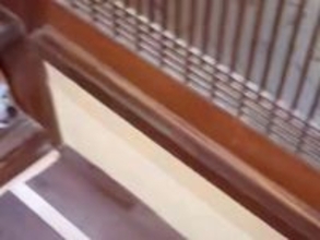 家にお客さんがやってきたら『臆病な秋田犬』が行方不明になり…衝撃的な『まさかの隠れ方』が22万再生「どうしてこうなったｗ」「吹いたｗ」