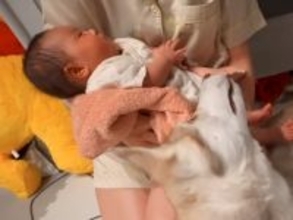 生まれたばかりの赤ちゃんと『初めて触れ合った大型犬』→ベビーシッターのような『尊い行動』が6万再生「お利口すぎる」「感動した」と絶賛