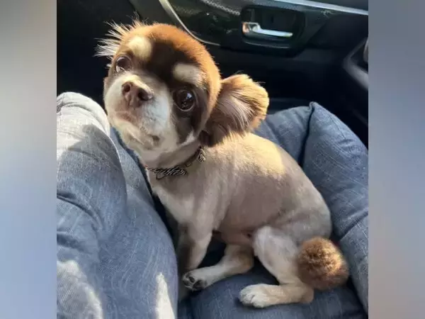 10年間、1匹だけ愛情を与えられなかった『小さな老犬』を保護…涙が止まらない『幸せをつかむまでの記録』に反響「辛かったね」「幸せに」