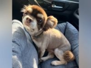 10年間、1匹だけ愛情を与えられなかった『小さな老犬』を保護…涙が止まらない『幸せをつかむまでの記録』に反響「辛かったね」「幸せに」