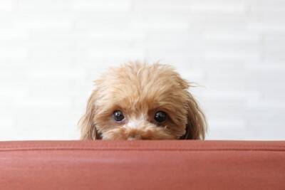 犬が『遊びたくない』ときにみせるサイン５選　そっとしておいてほしいと思う理由とは？