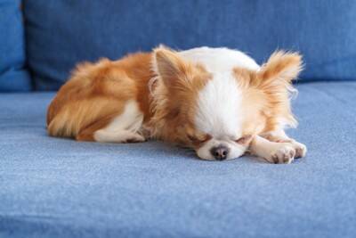 犬が『遊びたくない』ときにみせるサイン５選　そっとしておいてほしいと思う理由とは？