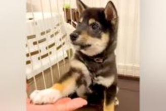 子犬に『おかわり』と指示してみた結果→言葉の意味が理解できず…まさかの『暴走する光景』が47万再生「真剣で草」「もうぅぅ！って感じｗ」