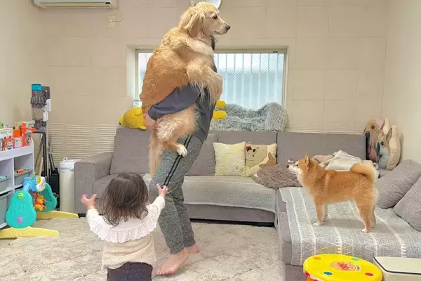 大型犬を抱っこしたら、1歳の女の子と柴犬が『羨ましい』と言って…あまりにも素敵な『愛に溢れたやり取り』が18万再生「平和すぎ」「仲良し」