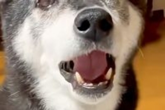 パパのことが大好きな老犬→『今日はママと仲良くしよ』と言った結果…なんだか切ない『正直すぎる光景』が102万再生「喋ってるｗ」「可愛い」