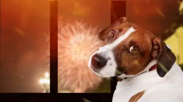 犬が『恐怖』を感じるモノとは？愛犬が怖がっているときにみせるサインや安心させる方法まで
