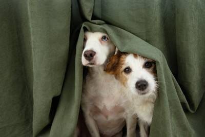 犬が『恐怖』を感じるモノとは？愛犬が怖がっているときにみせるサインや安心させる方法まで